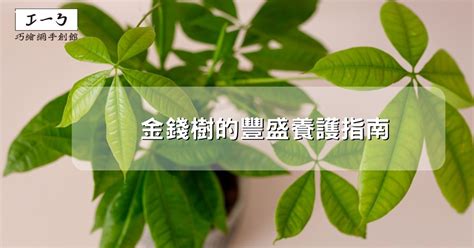 金錢樹種類|金錢樹的豐盛養護指南：吸引財富與繁榮 